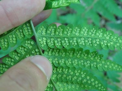 Dryopteris clintoniana, photographed by Reuven Martin