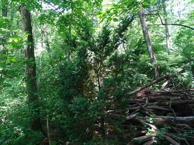 Taxus cuspidata, photographed by Reuven Martin