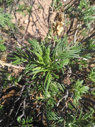 Melianthus pectinatus, photographed by Brian du Preez