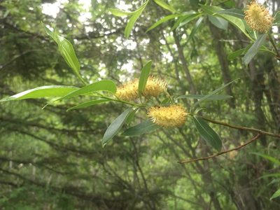 Salix serissima, photographed by Mary Krieger