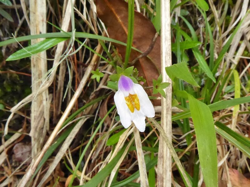 Mazus alpinus, photographed by Thibaud Aronson
