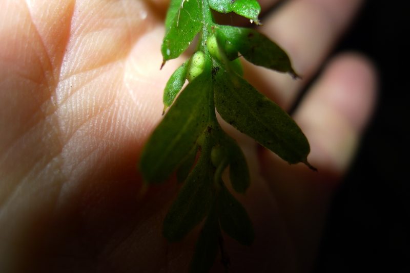 Tmesipteris horomaka, photographed by Sarah Richardson