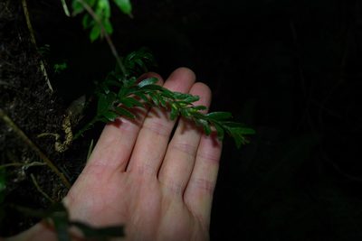 Tmesipteris horomaka, photographed by Sarah Richardson