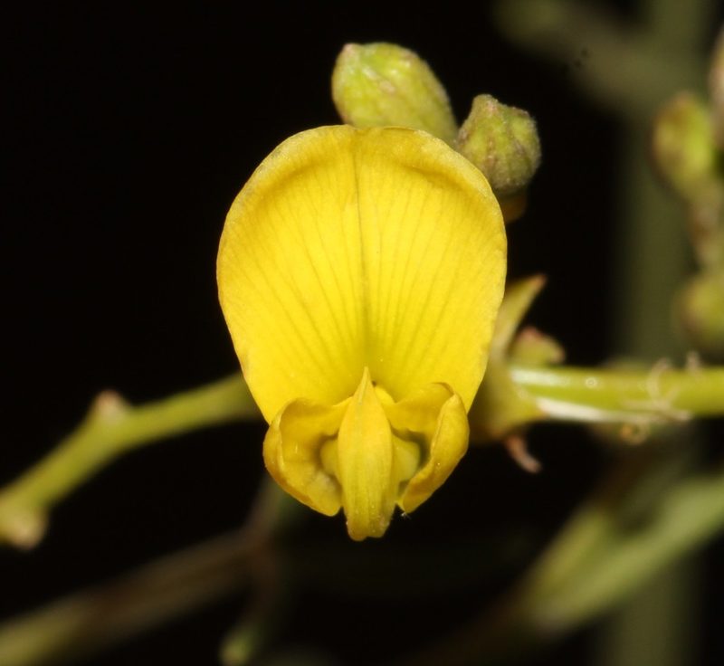 Calobota halenbergensis, photographed by Brian du Preez