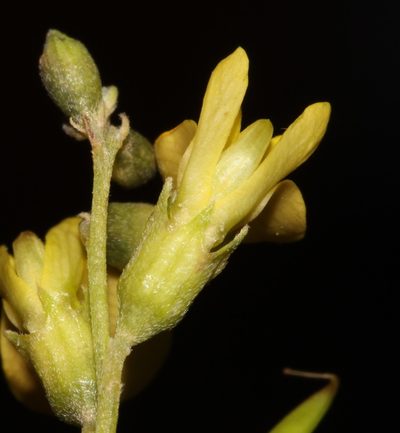 Calobota halenbergensis, photographed by Brian du Preez
