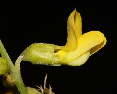 Calobota halenbergensis, photographed by Brian du Preez