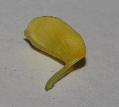 Calobota halenbergensis, photographed by Brian du Preez