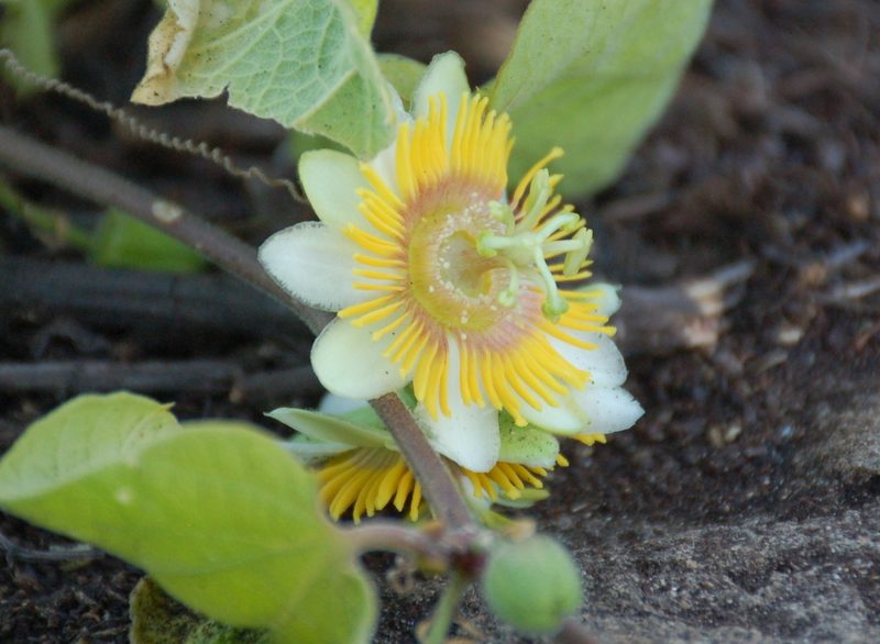 Passiflora holosericea, photographed by Amber M. King