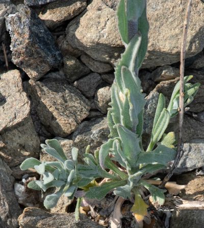Boechera subpinnatifida, photographed by Don Loarie