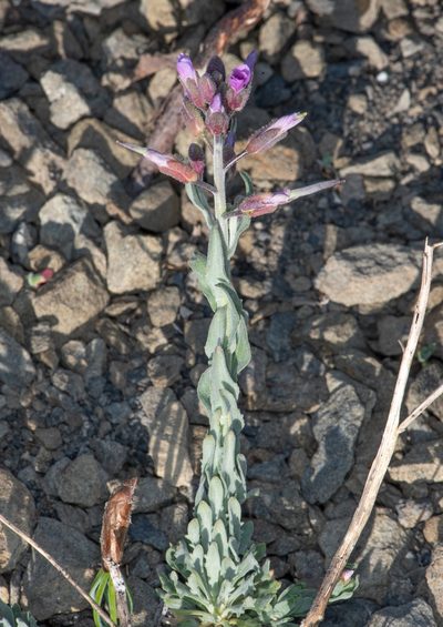 Boechera subpinnatifida, photographed by Don Loarie