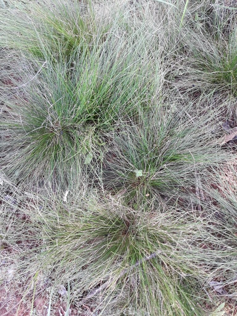 Eragrostis plana, photographed by Edson Luis Fabro Gasperin