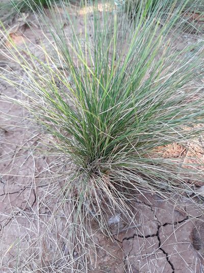 Eragrostis plana, photographed by Edson Luis Fabro Gasperin