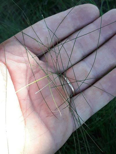 Eragrostis plana, photographed by Edson Luis Fabro Gasperin