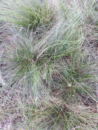 Eragrostis plana, photographed by Edson Luis Fabro Gasperin
