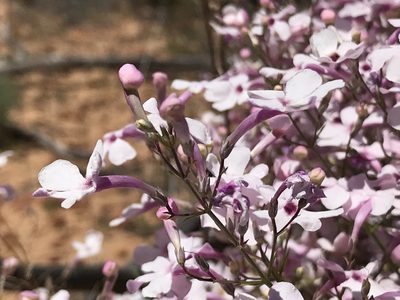 Penstemon ambiguus, photographed by william_hoyer