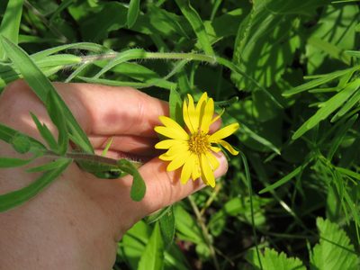 Heterotheca camporum, photographed by Katie Kucera