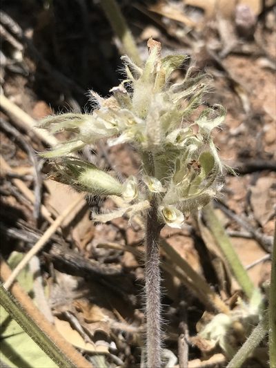 Pediomelum mephiticum, photographed by william_hoyer