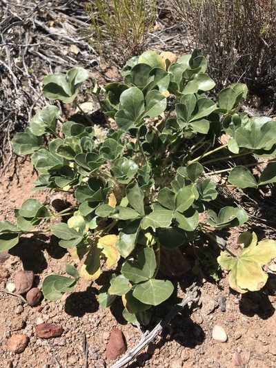 Pediomelum mephiticum, photographed by william_hoyer