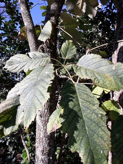 Handroanthus albus, photographed by Edson Luis Fabro Gasperin