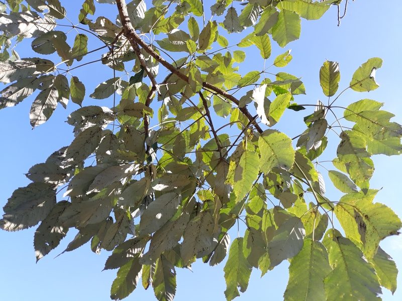 Handroanthus albus, photographed by Edson Luis Fabro Gasperin
