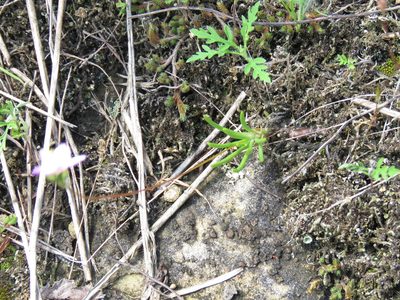 Phemeranthus rugospermus, photographed by Katie Kucera