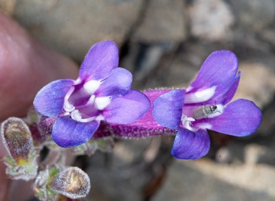 Penstemon purpusii, photographed by Don Loarie