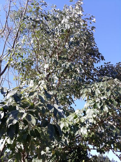 Handroanthus albus, photographed by Edson Luis Fabro Gasperin