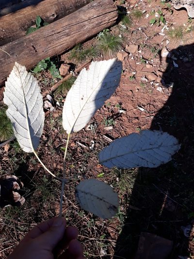 Handroanthus albus, photographed by Edson Luis Fabro Gasperin