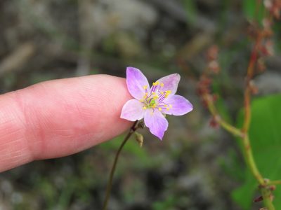 Phemeranthus rugospermus, photographed by Katie Kucera