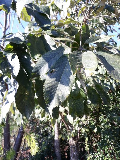 Handroanthus albus, photographed by Edson Luis Fabro Gasperin