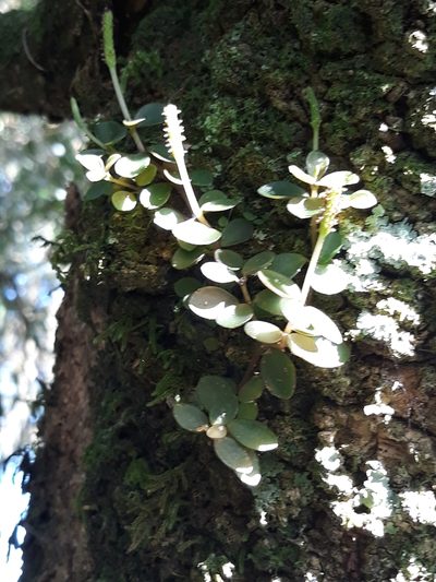 Peperomia catharinae, photographed by Edson Luis Fabro Gasperin