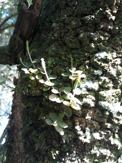 Peperomia catharinae, photographed by Edson Luis Fabro Gasperin