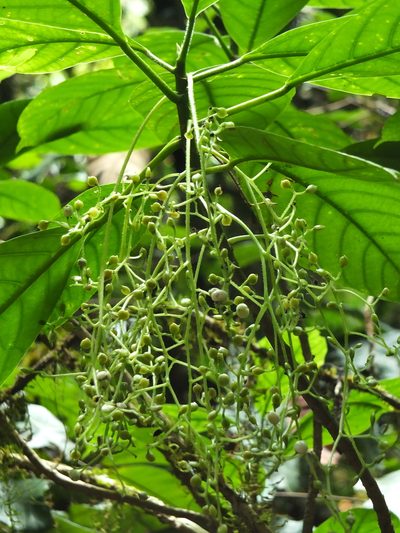 Dendrocnide sinuata, photographed by Siddarth Machado