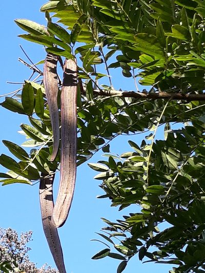 Cassia leptophylla, photographed by Edson Luis Fabro Gasperin