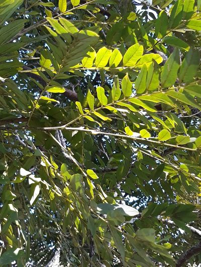 Cassia leptophylla, photographed by Edson Luis Fabro Gasperin