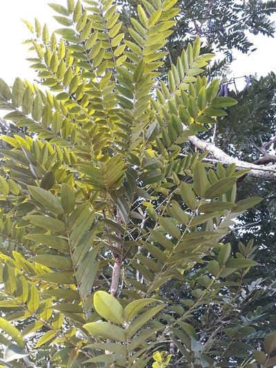 Cassia leptophylla, photographed by Edson Luis Fabro Gasperin