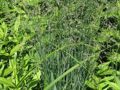 Poa alta, photographed by Repina Tatyana