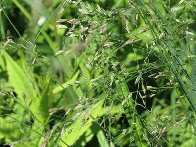 Poa alta, photographed by Repina Tatyana
