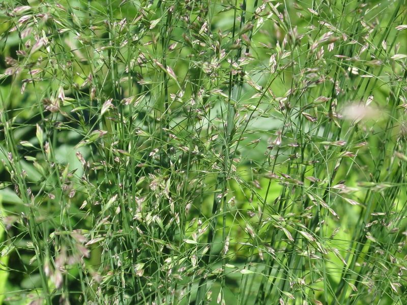 Poa alta, photographed by Repina Tatyana