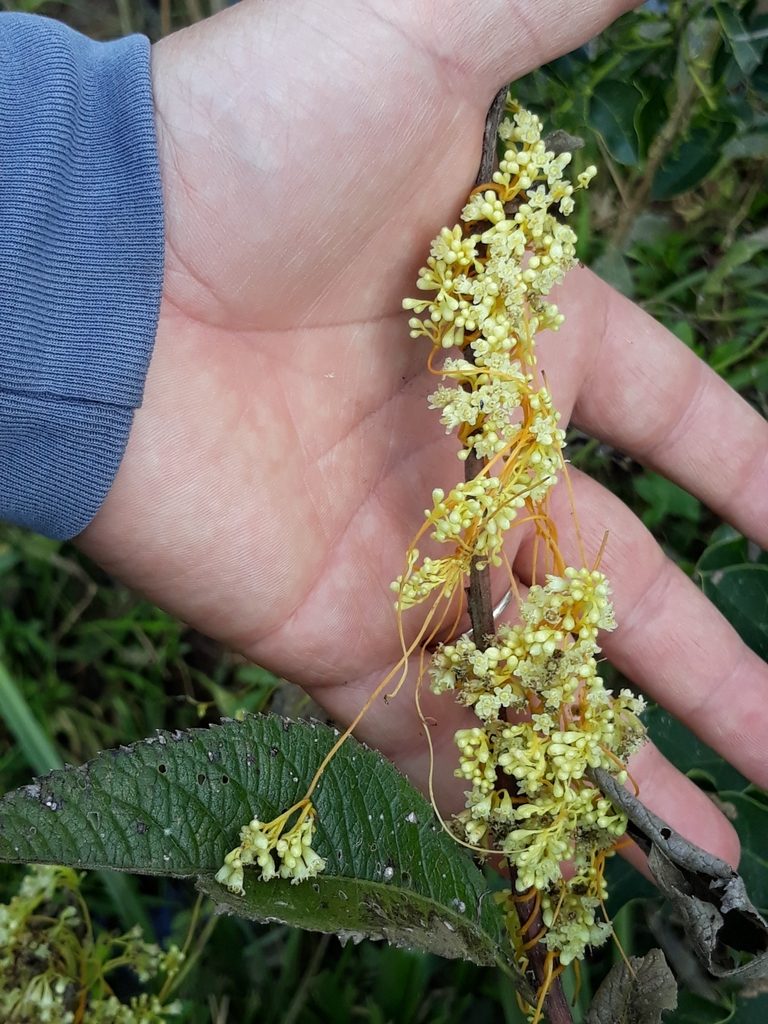 Cuscuta xanthochortos, photographed by Edson Luis Fabro Gasperin