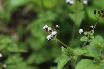 Fleischmannia klattiana, photographed by Andrés Ramírez-Barrera
