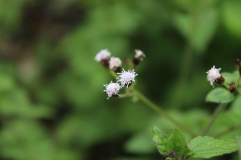 Fleischmannia klattiana, photographed by Andrés Ramírez-Barrera