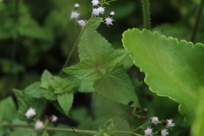 Fleischmannia klattiana, photographed by Andrés Ramírez-Barrera