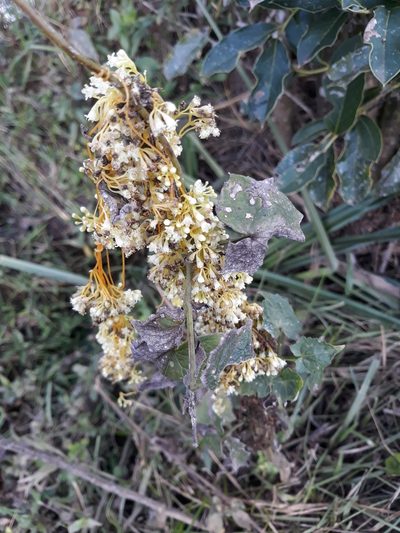 Cuscuta xanthochortos, photographed by Edson Luis Fabro Gasperin