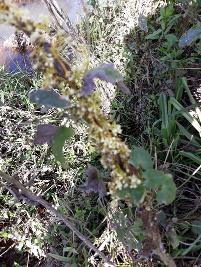 Cuscuta xanthochortos, photographed by Edson Luis Fabro Gasperin