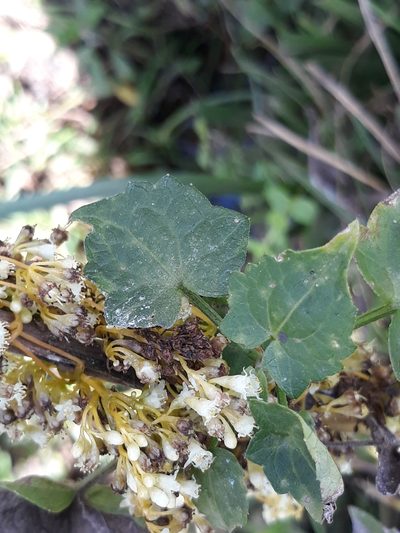 Cuscuta xanthochortos, photographed by Edson Luis Fabro Gasperin