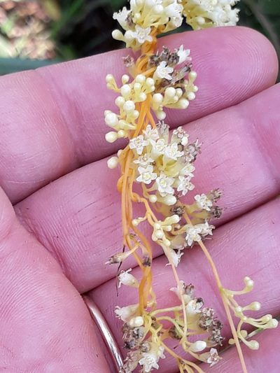 Cuscuta xanthochortos, photographed by Edson Luis Fabro Gasperin