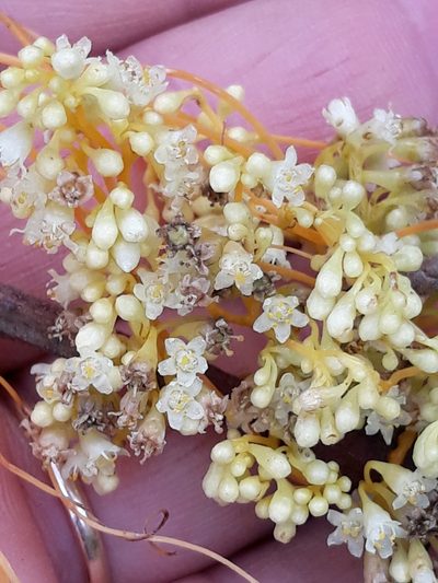 Cuscuta xanthochortos, photographed by Edson Luis Fabro Gasperin
