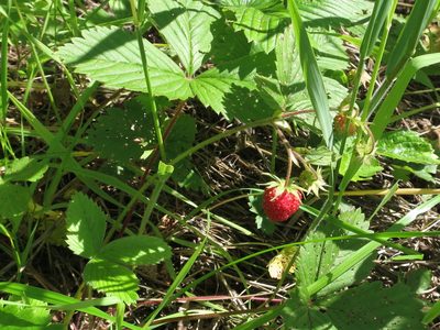 Fragaria orientalis, photographed by Repina Tatyana