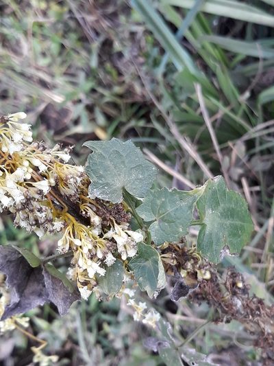 Cuscuta xanthochortos, photographed by Edson Luis Fabro Gasperin